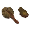 Ankylosaurus Tooth & Tail Club Ankylosaurus Tooth & Tail Club