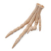 Velociraptor foot fossil replica Velociraptor foot fossil replica