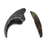 Allosaurus Tooth & Finger Claw fossil replica