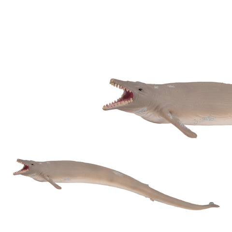 Basilosaurus