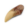 Tyrannosaurus Rex Tooth