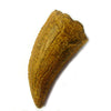 Tyrannosaurus Rex Side Tooth